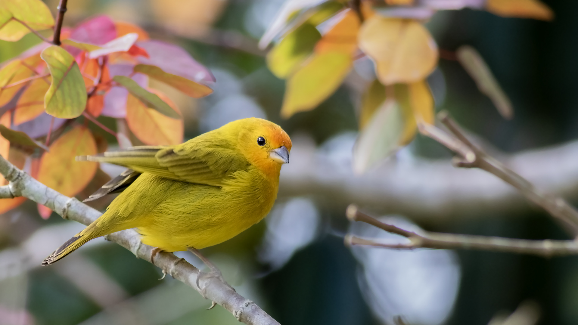 Saffron Finch